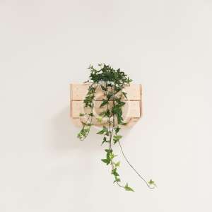 Box Plant