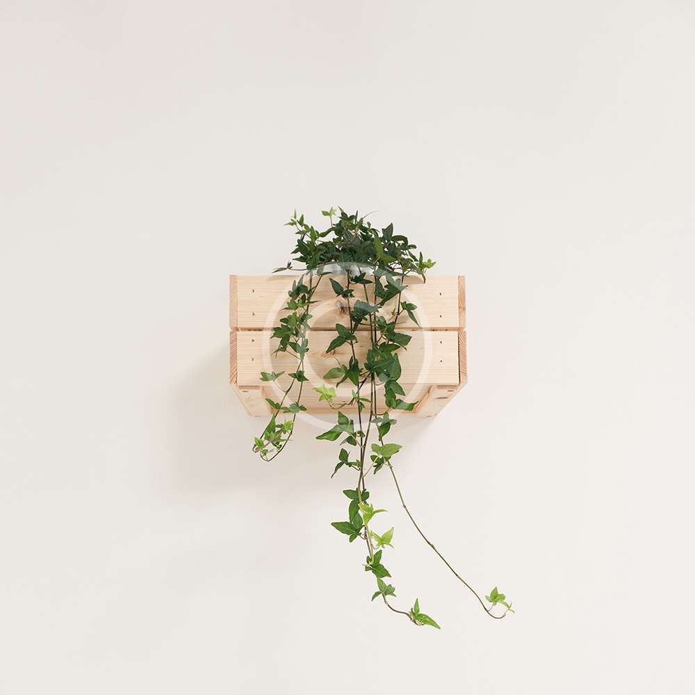 Box Plant